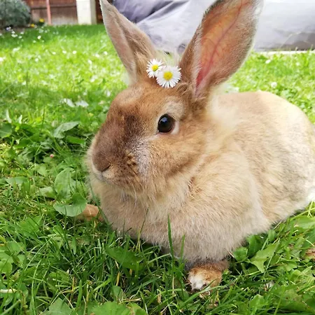 Appartamento Berger Im Zweiten Stock