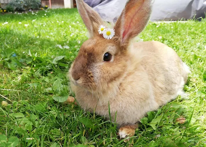 Appartement Berger Im Zweiten Stock
