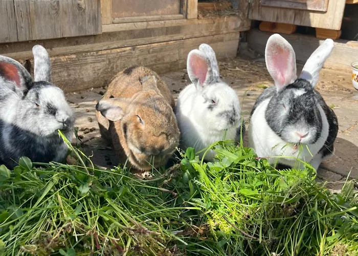 Berger Im Zweiten Stock Appartement Murau